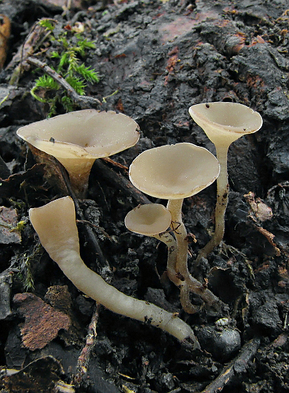 hľuznatka  Sclerotinia sp. (Lib.) de Bary
