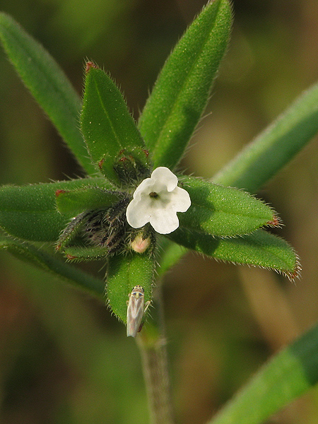 kamienka roľná Buglossoides arvensis