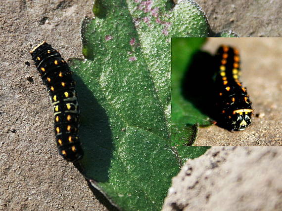 vidlochvost feniklový Papilio machaon L.