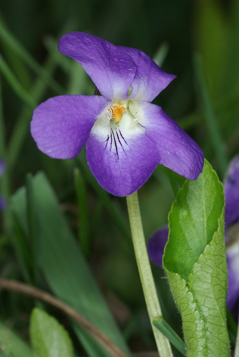 fialka srstnatá - violka srstnatá  Viola hirta L.