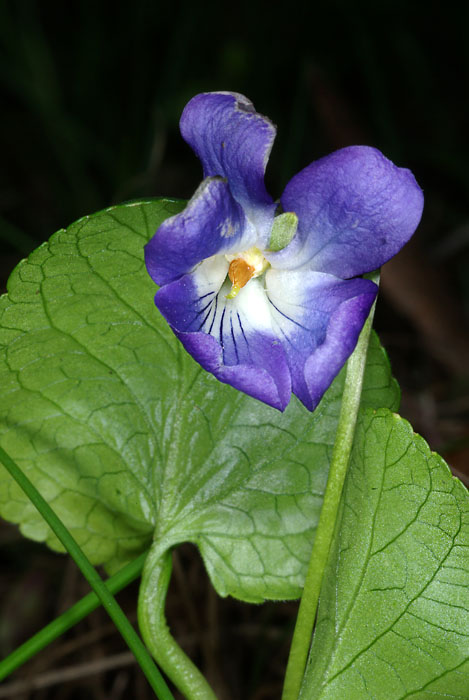 fialka krovisková - violka křovištní Viola suavis M. Bieb.