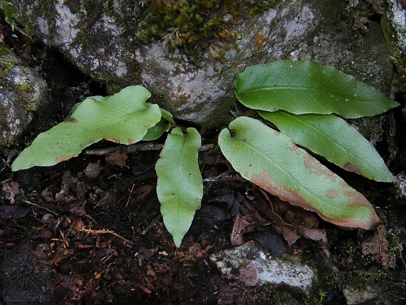 jazyk jelení Phyllitis scolopendrium (L.) Newman