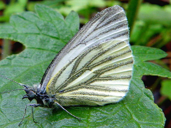 mlynárik repkový Pieris napi Linnaeus 1758