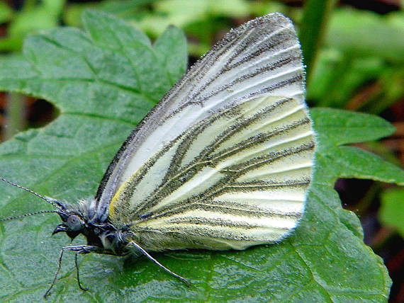 mlynárik repkový Pieris napi Linnaeus 1758