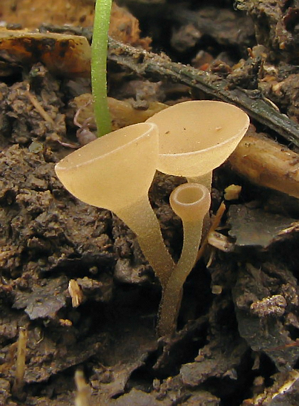 hľuznatka  Sclerotinia ficariae Rehm