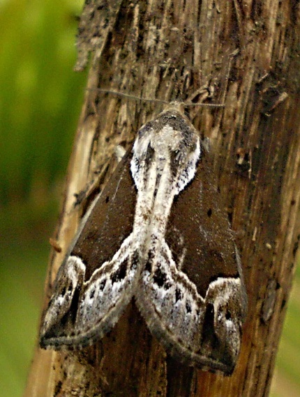 pamora čučoriedková   -   Zobonosec borůvkový      Hypena crassalis