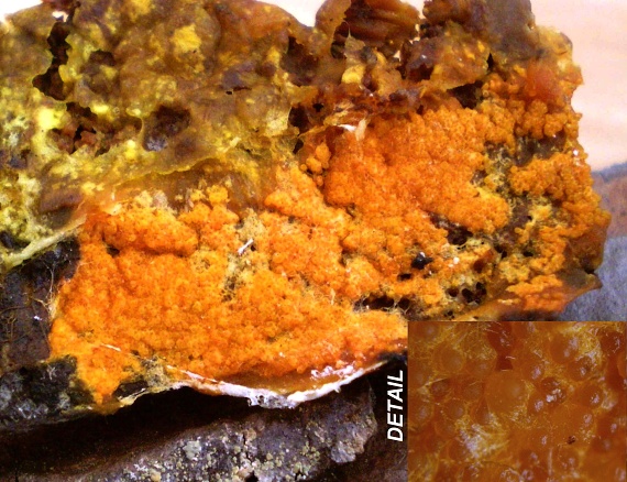hubožer oranžový   /   nedohub oranžový Hypomyces aurantius (Pers.) Fuckel