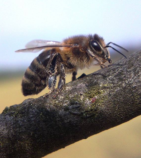 včela medonosná  Apis mellifera