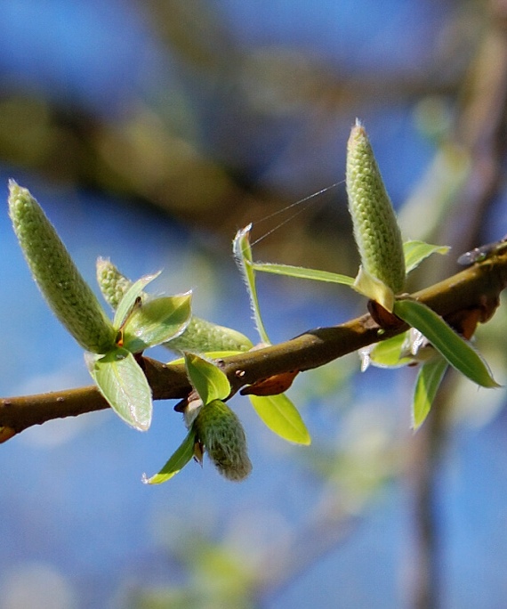 vŕba biela Salix alba L.