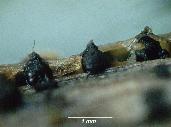 drobnosférka Leptosphaeria acuta (Fuckel) P. Karst.