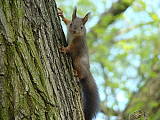 veverička stromová
