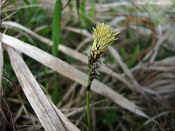 ostrica chlpatá Carex pilosa Scop.