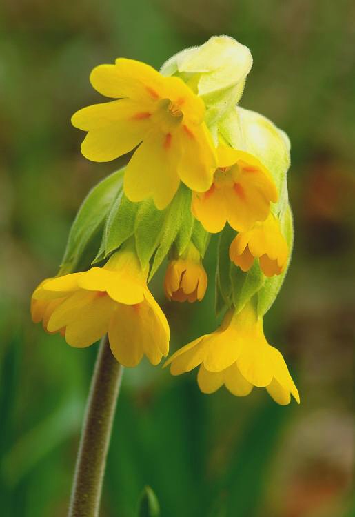 prvosienka jarná Primula veris L.