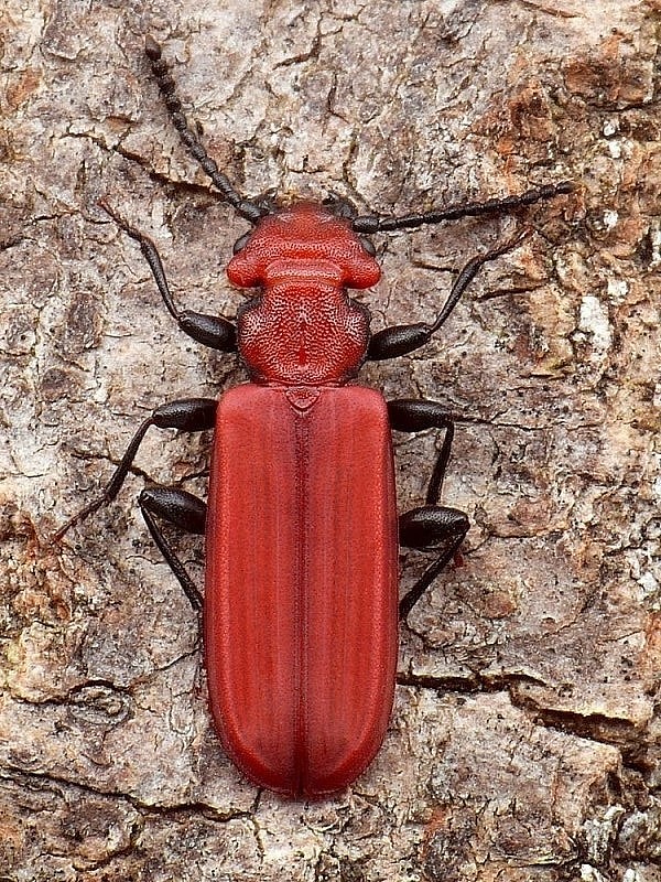 plocháč červený  Cucujus cinnaberinus Scopoli, 1763
