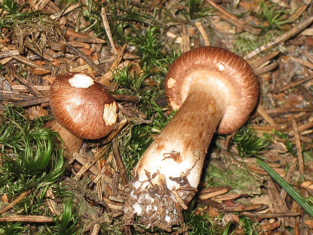 čírovka šupinkatá Tricholoma imbricatum (Fr.) P. Kumm.