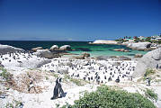 kolonia tucniakov na boulders beach v juznej afrike