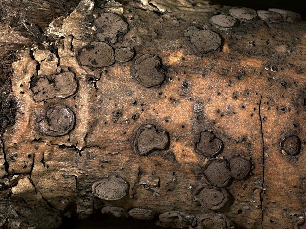 drevovček moravský - Dřevomor moravský Hypoxylon cercidicola (Berk. & M.A. Curtis ex Peck) Y.M. Ju & J.D. Rogers