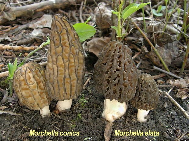 smrčok kužeľovitý Morchella conica Pers.