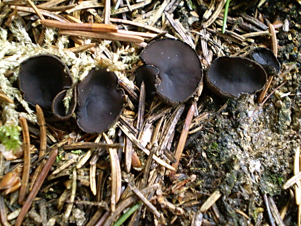 misôčka černastá   -   Oušíčko černé  Pseudoplectania nigrella (Pers.) Fuckel
