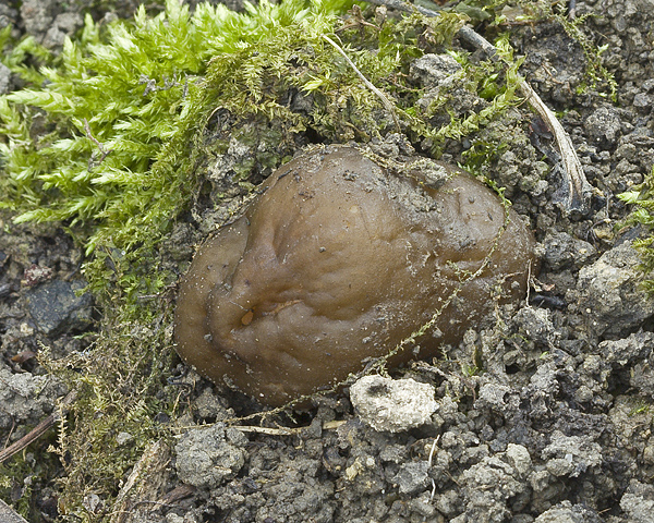 smrčkovec náprstkovitý Verpa conica (O.F. Müll.) Sw.