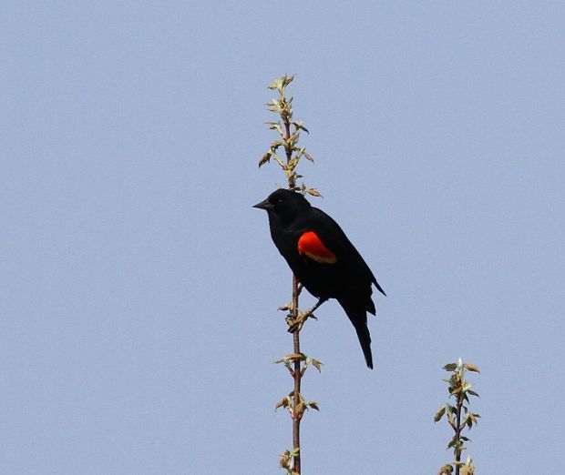 trupial cervenokridly"Red-winged Blackbird" Agelaius phoeniceus