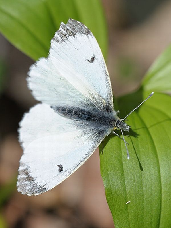 mlynárik repkový Pieris napi
