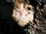 neidentifikovaná houba