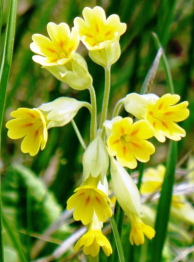 prvosienka jarná Primula elatior (L.) L.