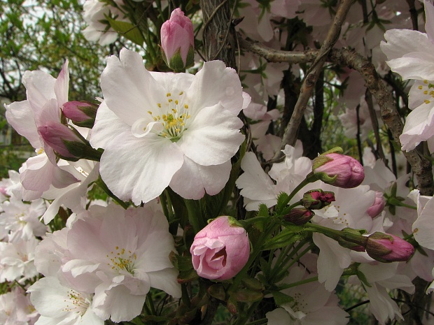 sakura stĺpovitá  Prunus serrulata  "Amanogawa"