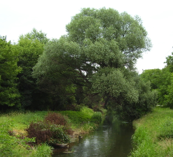 vŕba Salix sp.