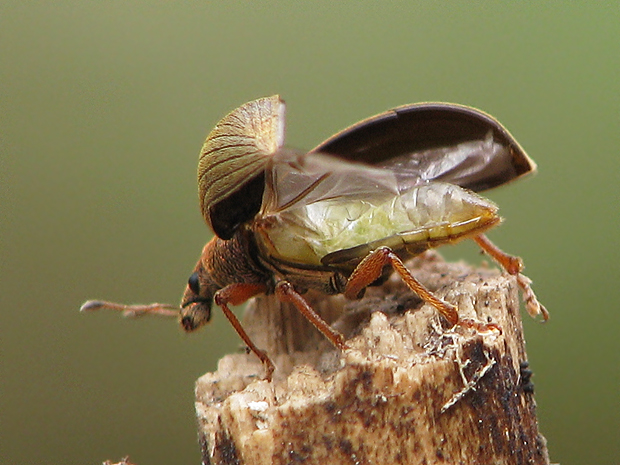 šupináčik krový Polydrusus mollis
