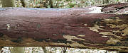 drevovček hnedopurpurový