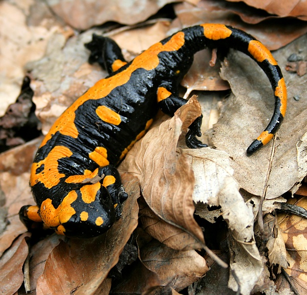 salamandra škvrnitá  Salamandra salamandra