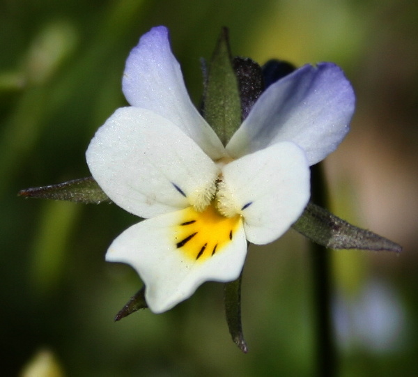 violka rolní Viola arvensis Murray
