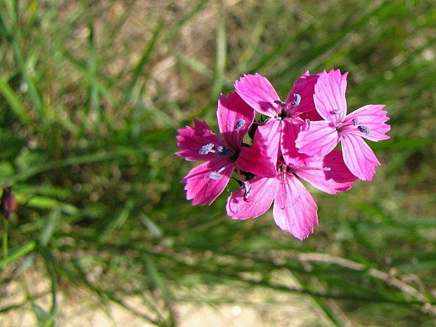 klinček kartuziánsky? Dianthus carthusianorum L.