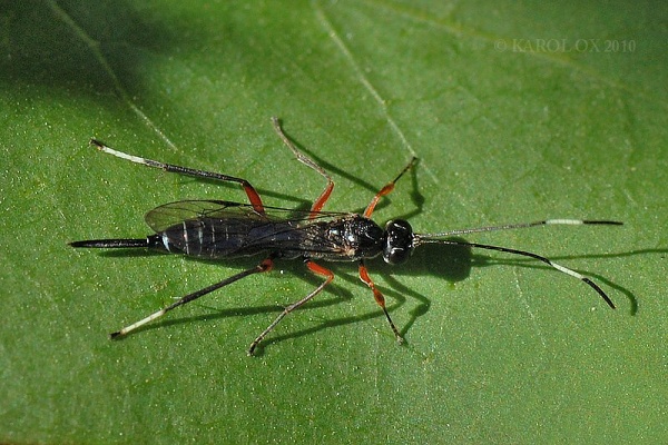 lumok Ichneumonidae