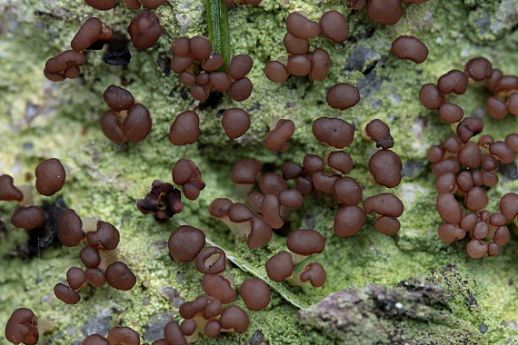malohubka ryšavá Baeomyces rufus (Hudson) Rebent.