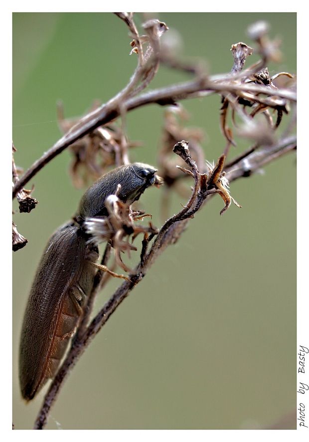 kováčik červenobruchý Athous haemorrhoidalis (Elateridae)