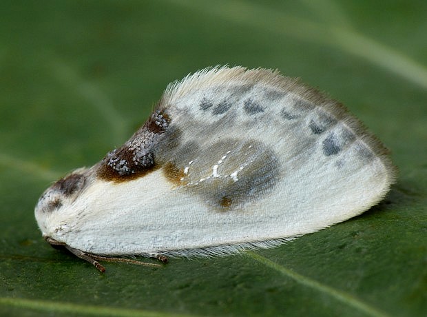 srpokrídlovec trnkový Cilix glaucata Scopoli, 1763