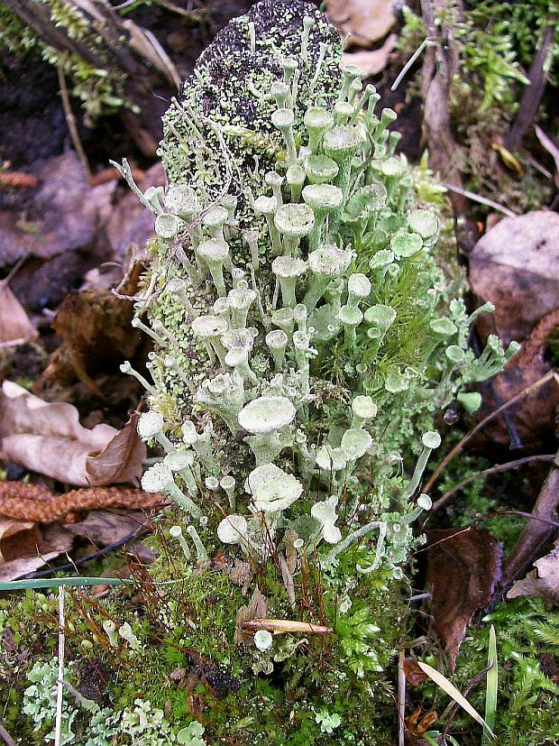 dutohlávka třásnitá  Cladonia fimbriata (L.) Fr.