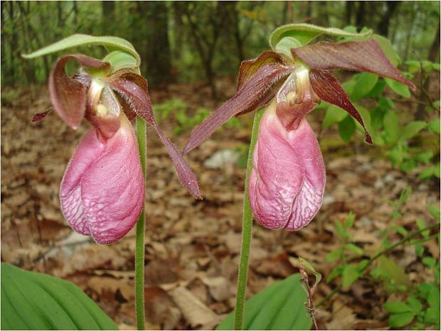 ruzova papuckovita orchidea "pink lady slipper" volne rastuca v lesoch vo virginii Cypripedium acaule