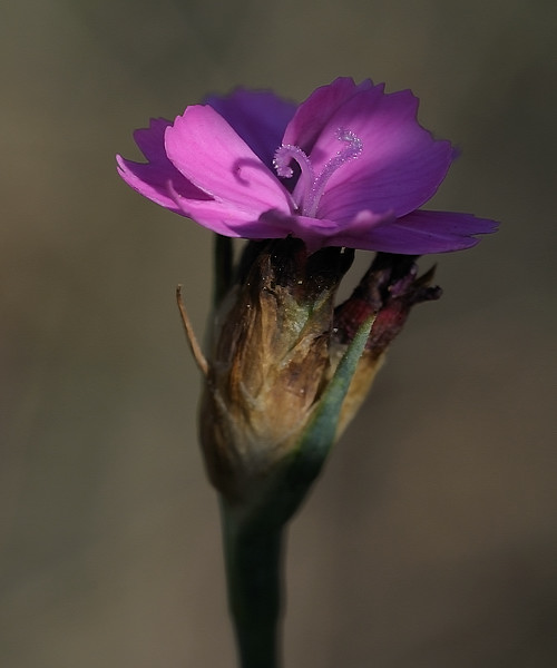 klinček kartuziánsky  Dianthus carthusianorum L.