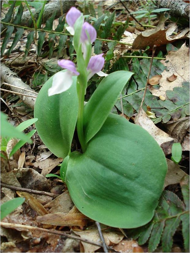 orchidea "showy orchid" rastuca v lesoch vo virginii Galearis spectabilis