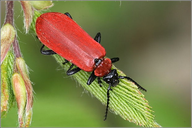 červenáčik ohnivy Pyrochroa coccinea