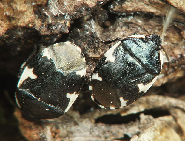 bzdocha Tritomegas sexmaculatus , Rambur, 1839