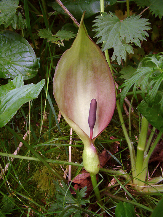 áron škvrnitý Arum maculatum L.