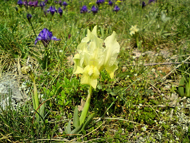 kosatec nízky iris pumila L.