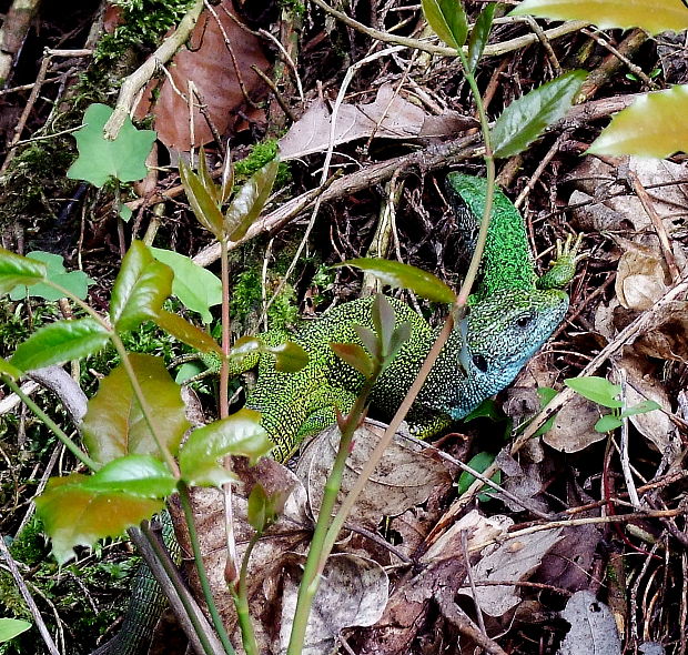 jašterica zelená  Lacerta viridis
