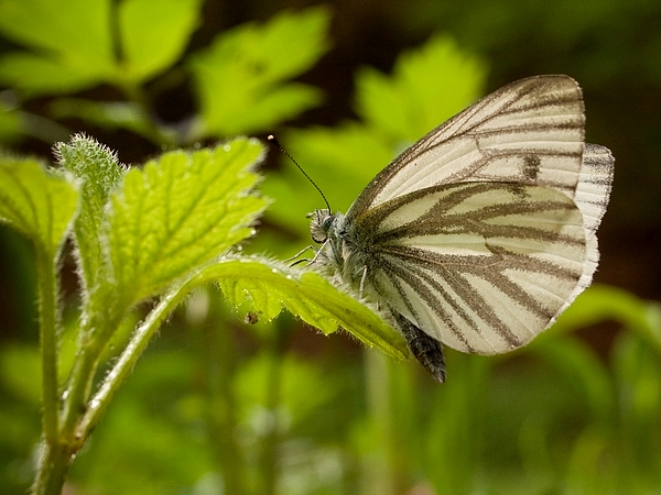 mlynárik repkový Pieris napi