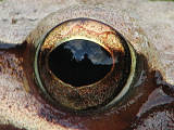 skokan štíhly-detail oka